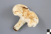 Lactarius deceptivus image